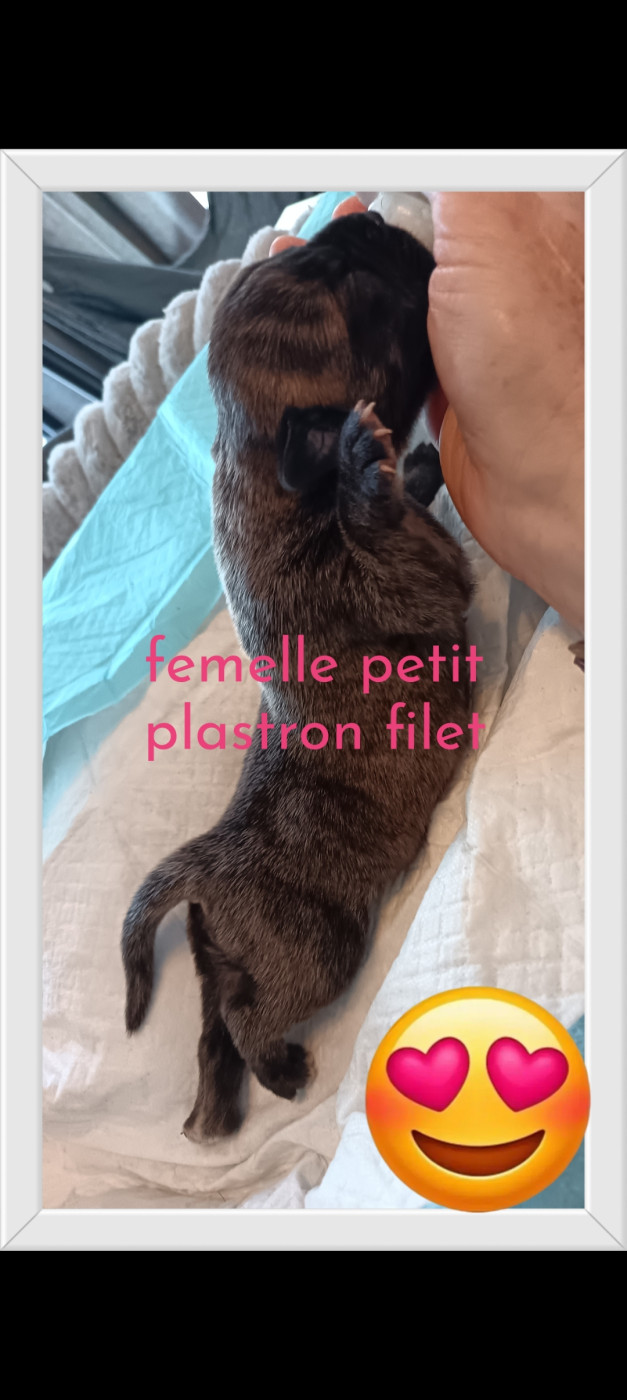 Femelle bringée petit filet blanc sur le plastron - Bullmastiff