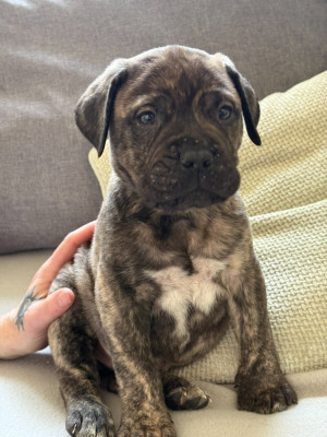 Les chiots de Bullmastiff