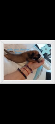 Les chiots de Bullmastiff