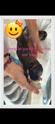 Les chiots de Bullmastiff