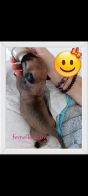 Les chiots de Bullmastiff