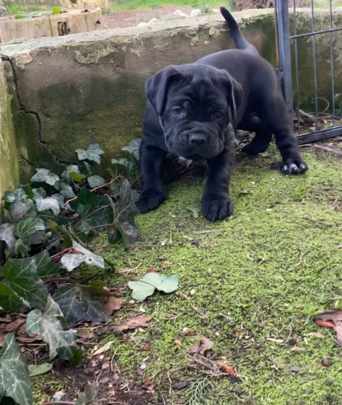 Cane Corso - Des Armoiries De Malaga