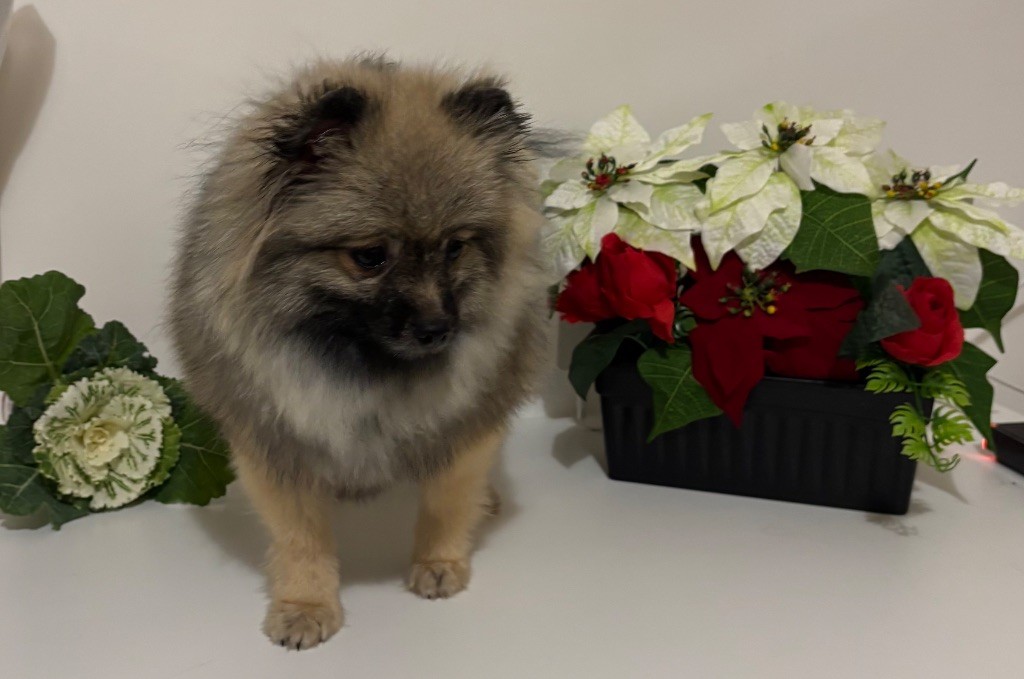 Alba du royaume des bouts de chou