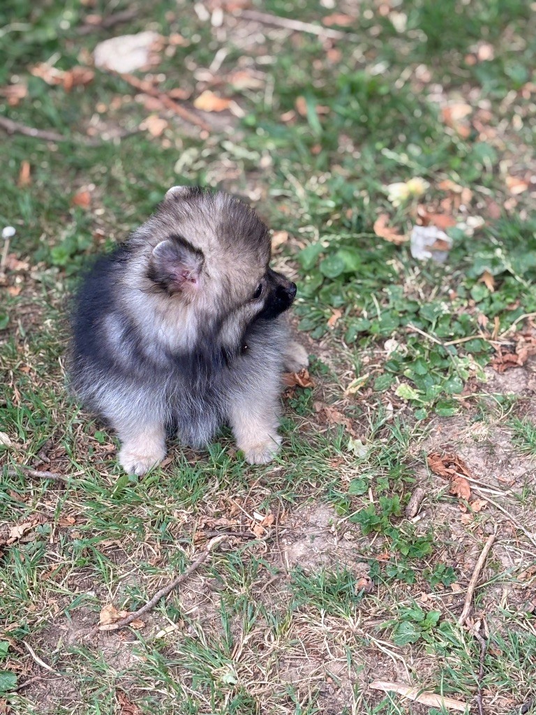Alba du royaume des bouts de chou