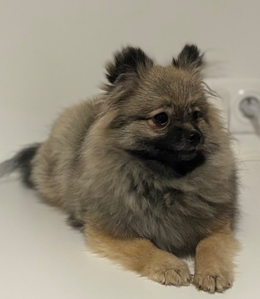 Alba du royaume des bouts de chou