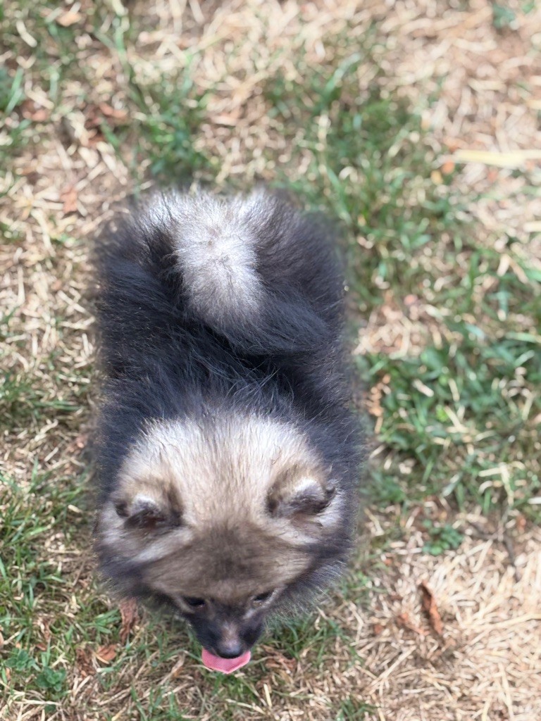 Alba du royaume des bouts de chou