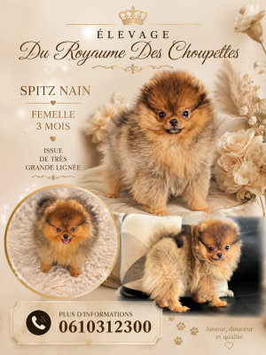 Du Royaume Des Choupettes