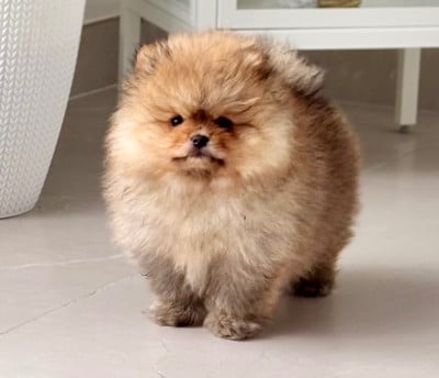 Du Royaume Des Choupettes