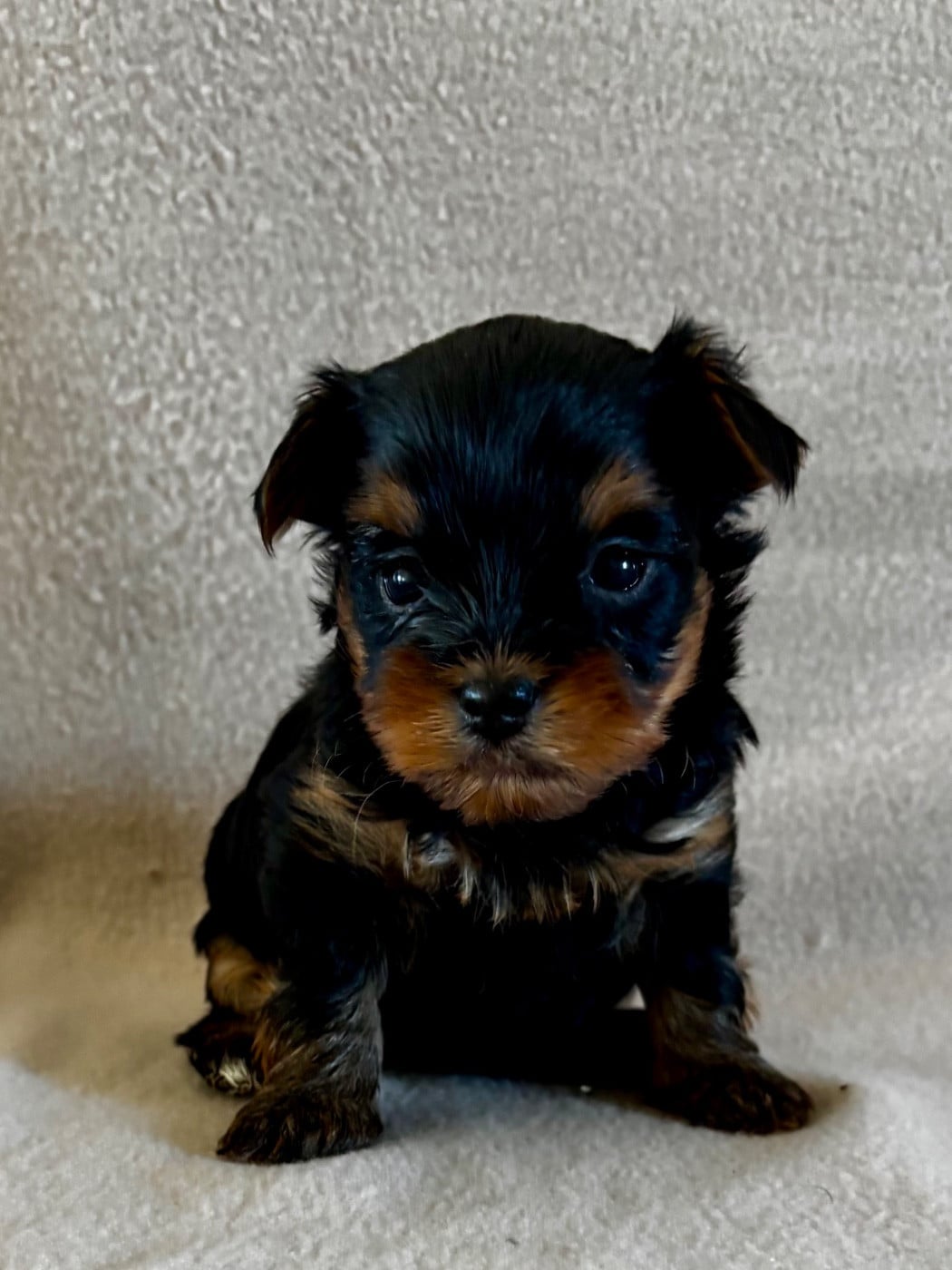 CHIOT 1 - Yorkshire Terrier
