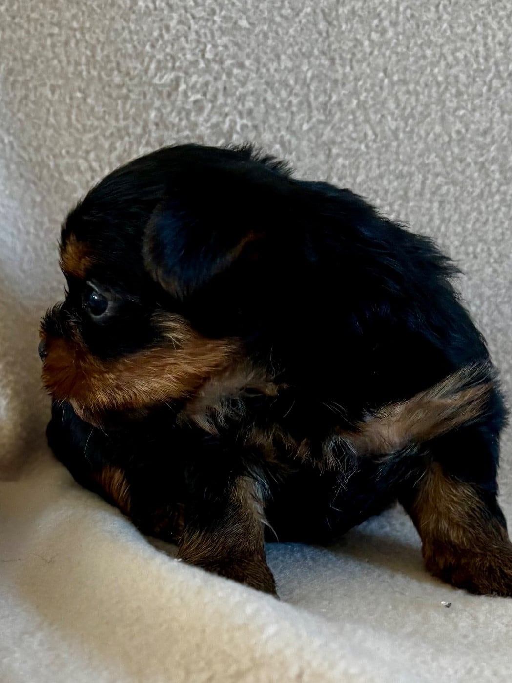 CHIOT 2 - Yorkshire Terrier