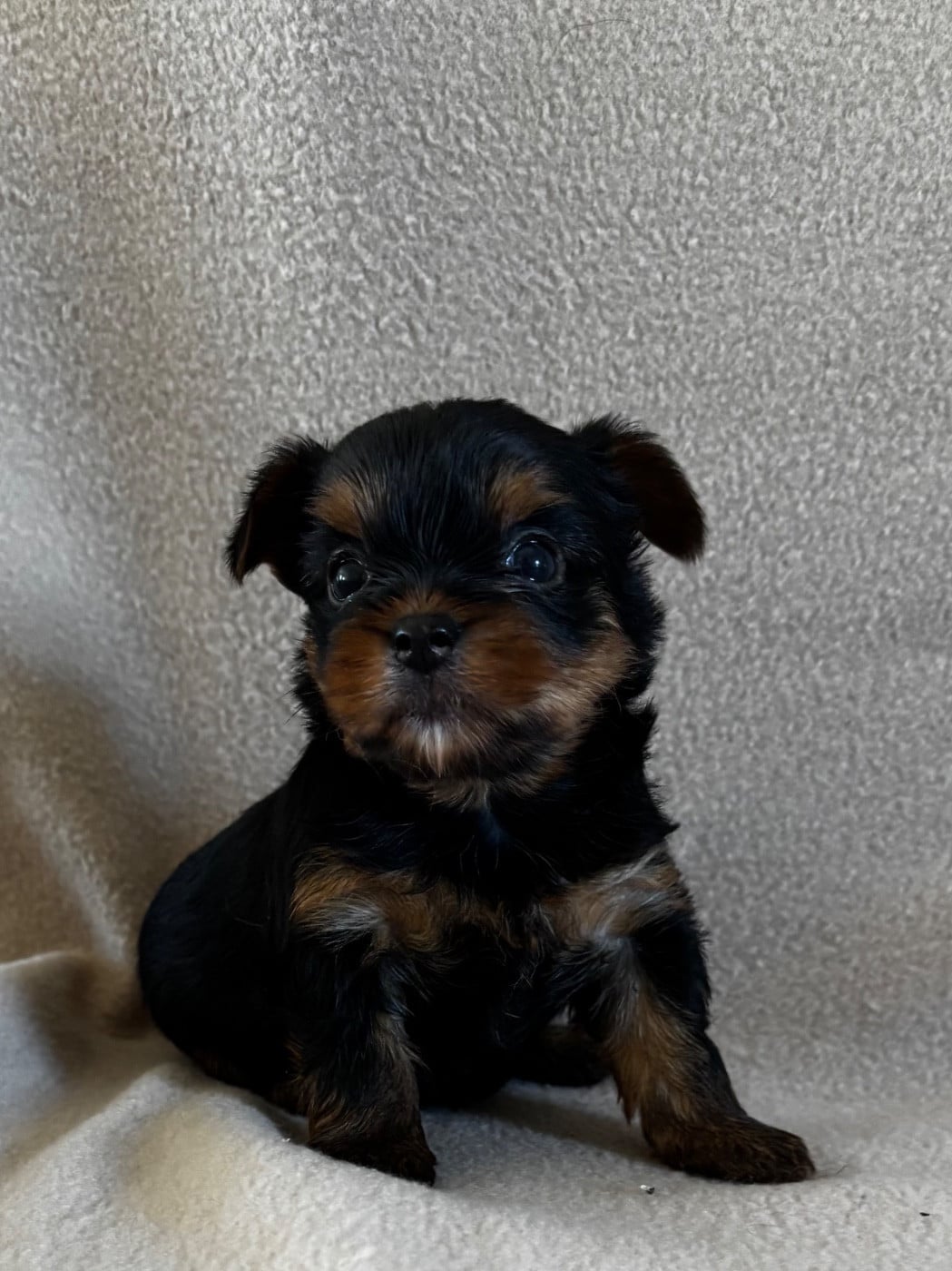 Yorkshire Terrier - Du Royaume Des Choupettes