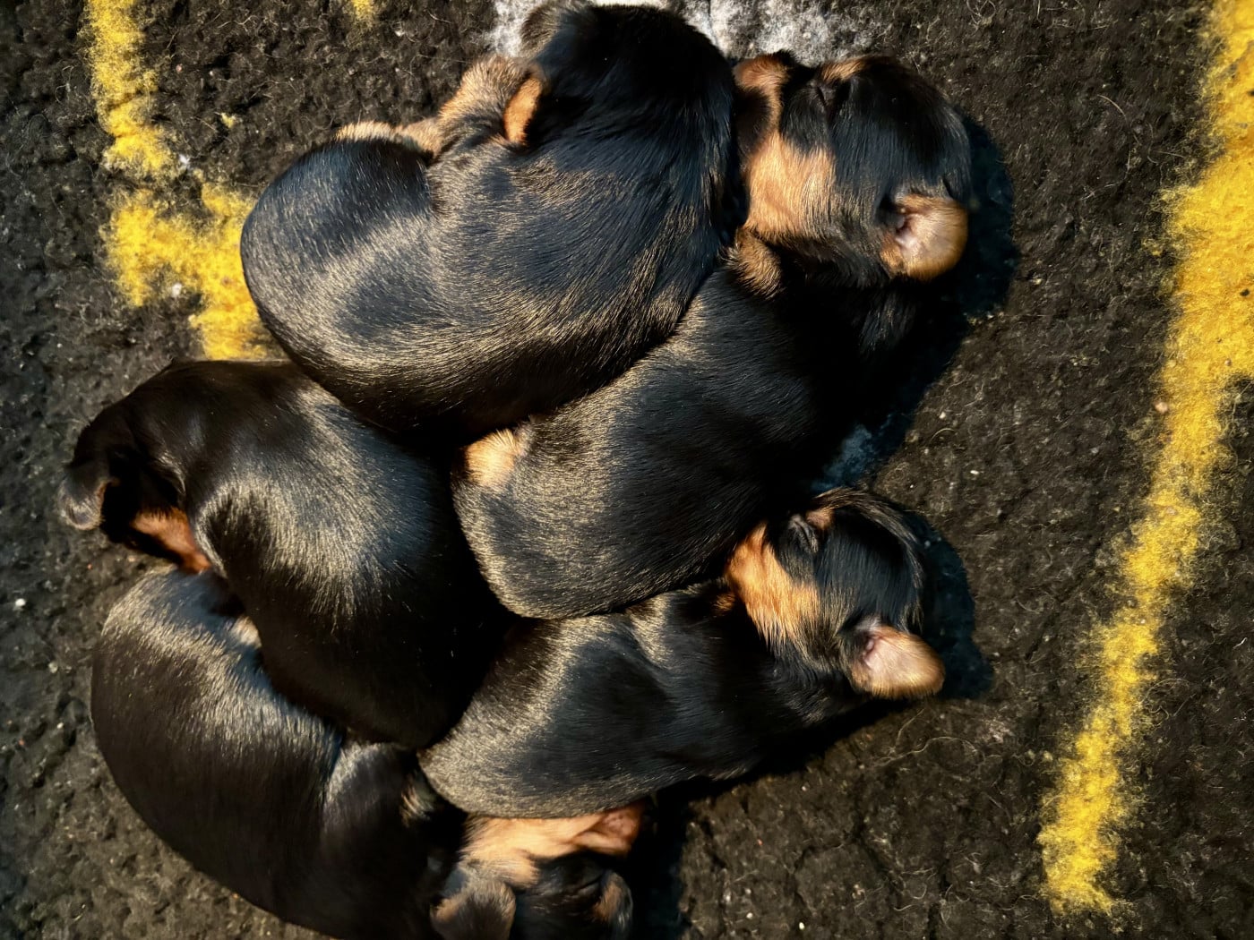 Yorkshire Terrier - Du Royaume Des Choupettes