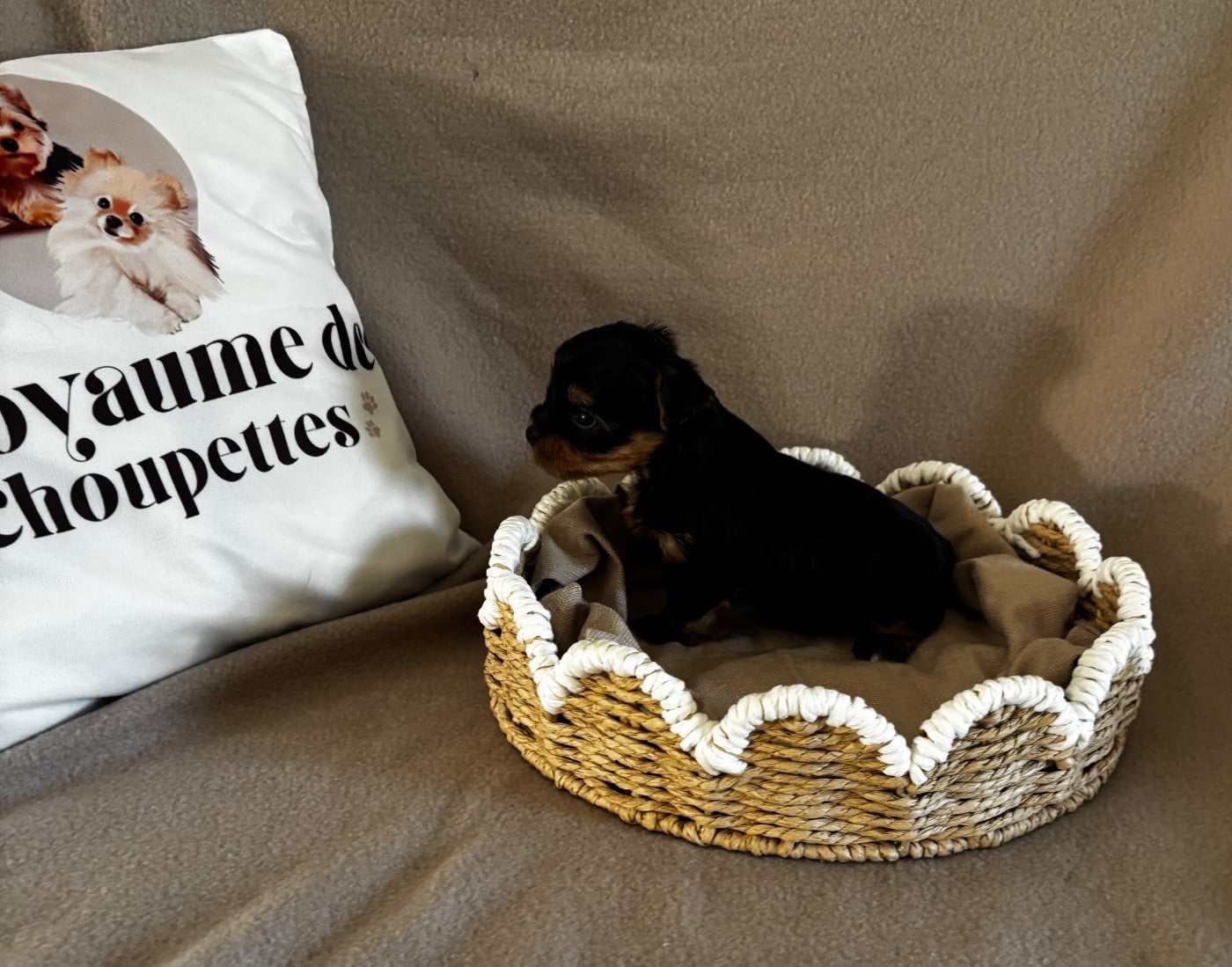 Chiot N°1