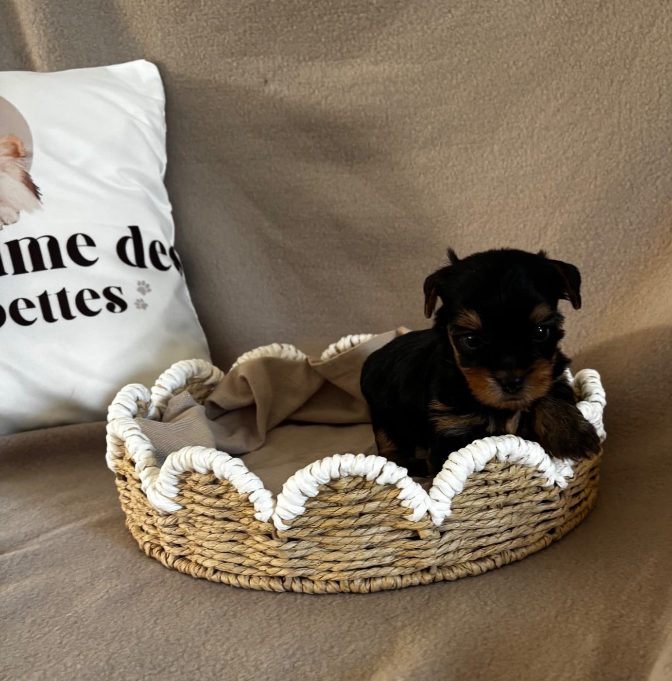Chiot N°1