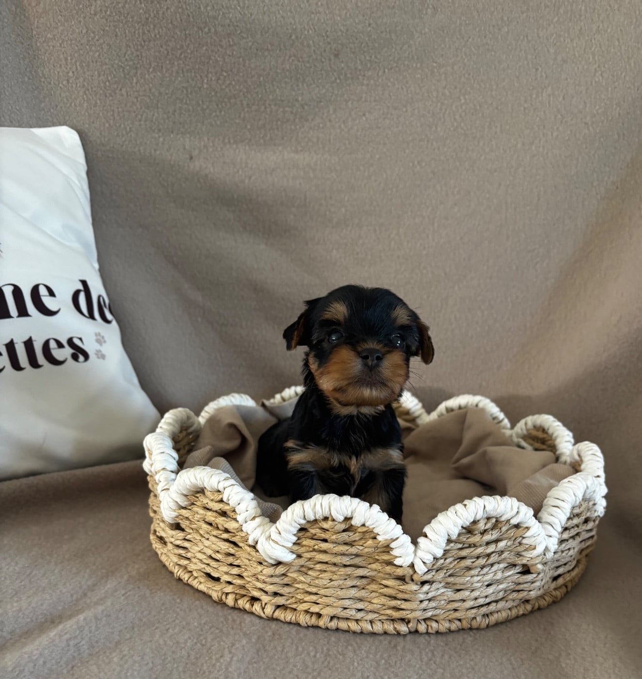 Yorkshire Terrier - Du Royaume Des Choupettes