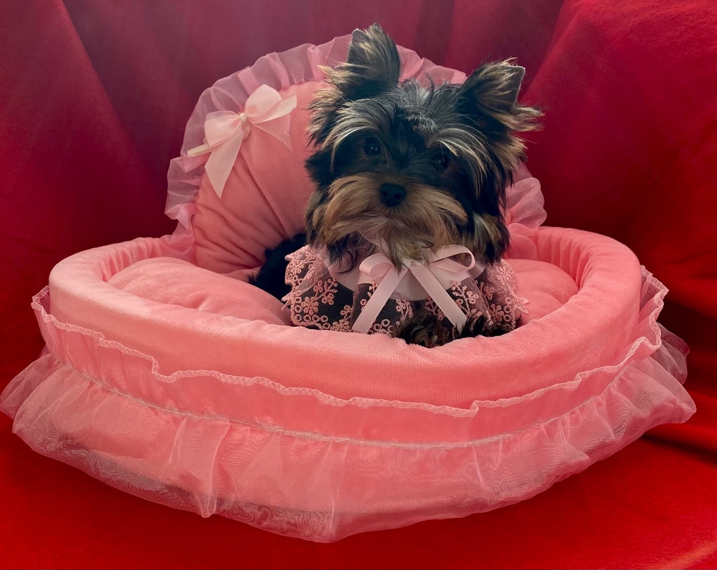 Yorkshire Terrier - Du Royaume Des Choupettes