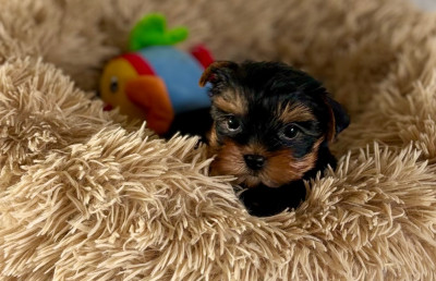 Les chiots de Yorkshire Terrier