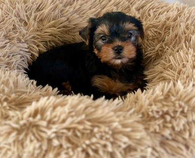 Les chiots de Yorkshire Terrier