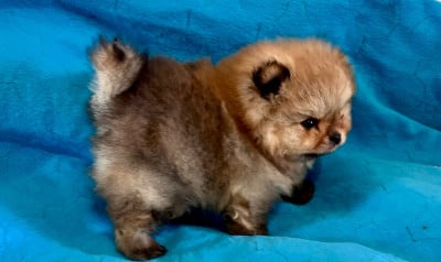 Les chiots de Spitz allemand