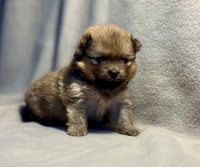 Les chiots de Spitz allemand