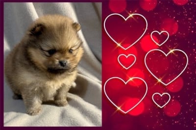 Les chiots de Spitz allemand