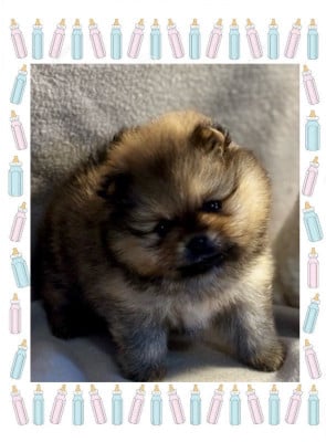 Les chiots de Spitz allemand