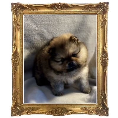 Les chiots de Spitz allemand