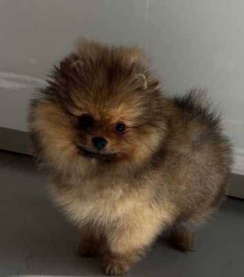 Les chiots de Spitz allemand