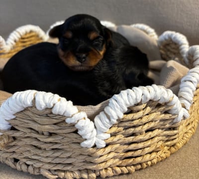 Les chiots de Yorkshire Terrier