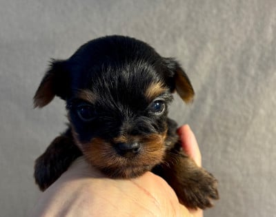 Les chiots de Yorkshire Terrier