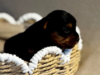 Les chiots de Yorkshire Terrier