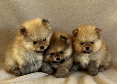 Les chiots de Spitz allemand