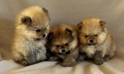 Les chiots de Spitz allemand