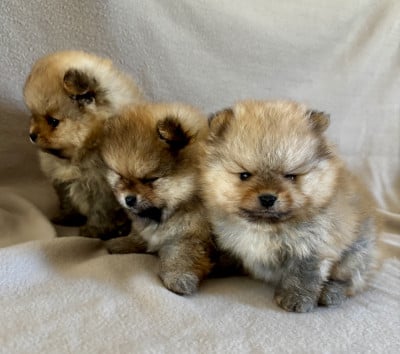 Les chiots de Spitz allemand