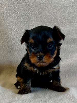 Les chiots de Yorkshire Terrier