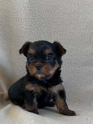 Les chiots de Yorkshire Terrier