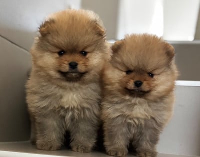 Les chiots de Spitz allemand