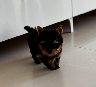Les chiots de Yorkshire Terrier