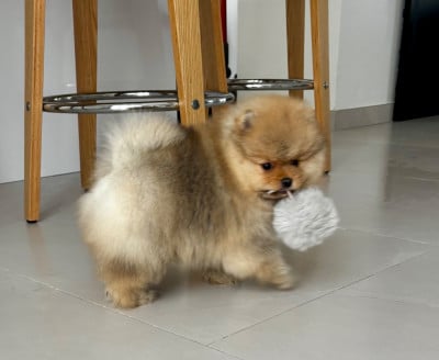 Les chiots de Spitz allemand
