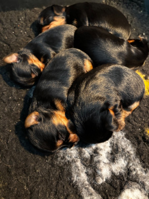 Chiot N°1 - Yorkshire Terrier