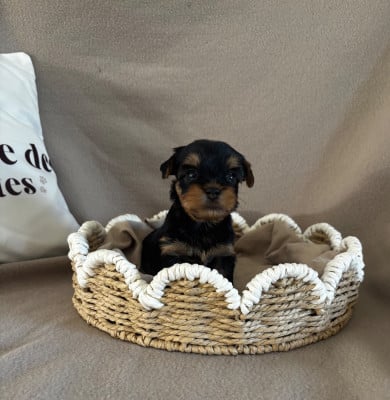 Les chiots de Yorkshire Terrier