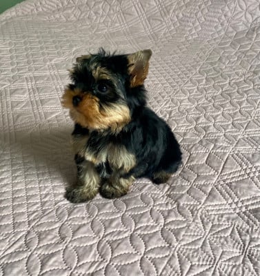 Les chiots de Yorkshire Terrier