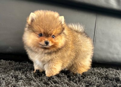 Chiot N°3 - Spitz allemand