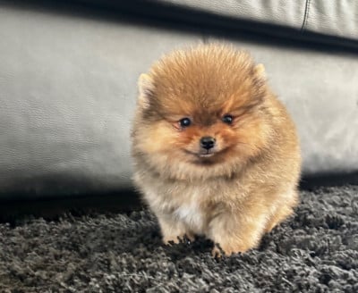 Les chiots de Spitz allemand