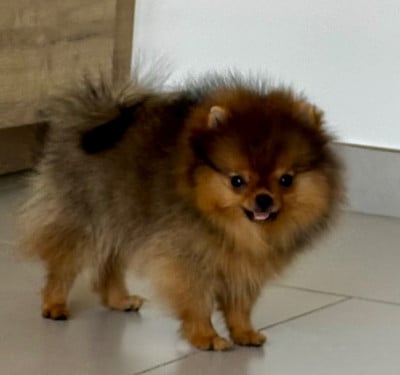 Les chiots de Spitz allemand