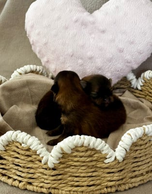 Les chiots de Spitz allemand