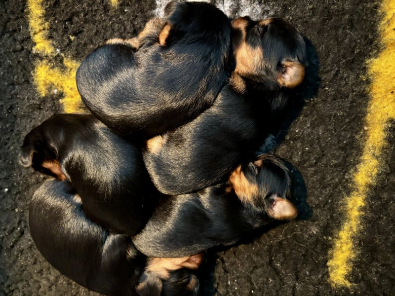 Yorkshire Terrier - Du Royaume Des Choupettes