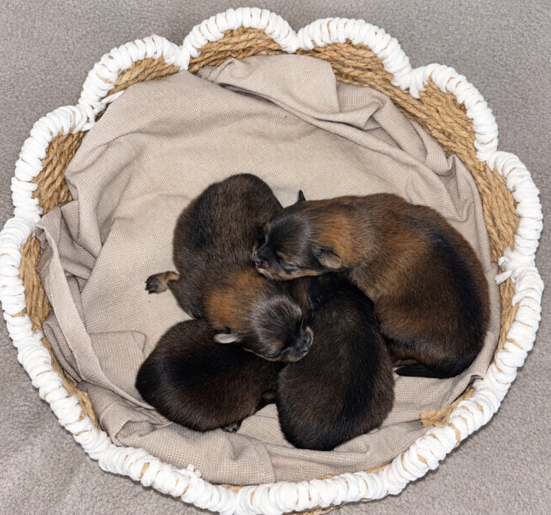 Spitz allemand - Du Royaume Des Choupettes
