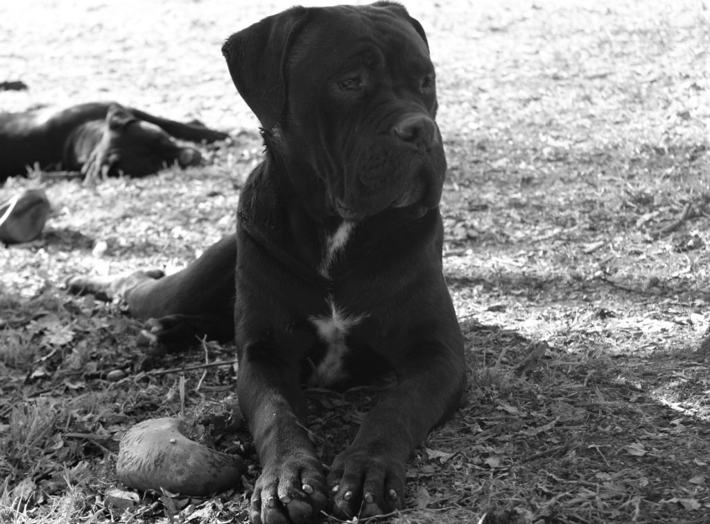 Publication : du Domaine Des Terres Noires