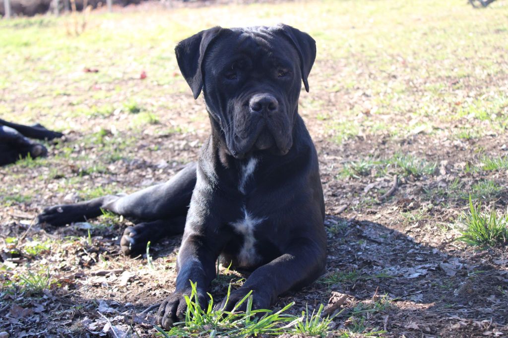 Publication : du Domaine Des Terres Noires